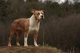 AMSTAFF ADULT 351